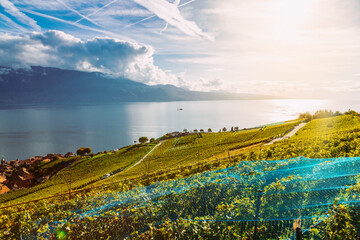 Fototapeta na wymiar Lavaux, Switzerland: Little town, Lake Geneva and the Swiss Alps landscape seen from Lavaux vineyard tarraces in Canton of Vaud