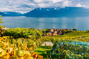 Lavaux, Switzerland: Little town, Lake Geneva and the Swiss Alps landscape seen from Lavaux vineyard tarraces in Canton of Vaud