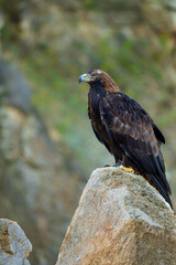 Portrait of  eagle. Golden eagle, Aquila chrysaetos, perched on rock. Majestic bird with sharp hooked beak in beautiful nature. Hunting eagle in mountains. Habitat Europe, Asia, North America.