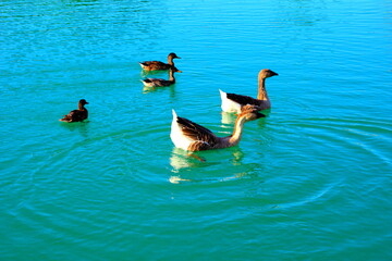 Fresh scene from Santarelli lakes in Piane di Moresco with two geese and three ducks lightly...