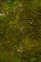 苔むした岩壁の背景素材