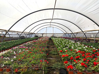 Blooming pelargonium (lat.- Pelargonium) in a greenhouse