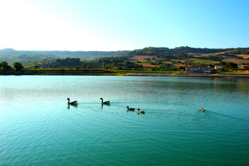 Fototapeta na wymiar Scene from Santarelli lakes in Piane di Moresco with two geese and three ducks skimming over the aquamarine waters of the lake with the calm and Marche countryside on display in the background