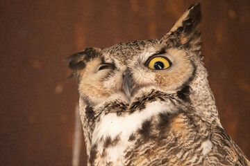 Great Horned Owl winking 