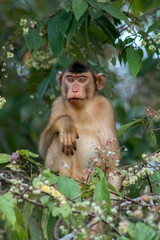Fototapeta premium Borneo Long-Tailed Macaque Monkey in Forest