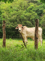 Terneros en finca mangas