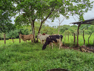Terneros en finca mangas