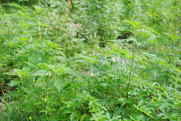 Ambrosia in natural conditions on the roadside. Pollen of flowering ragweed causes allergies.