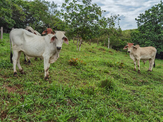 Terneros en finca mangas