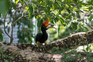 Rhinoceros Hornbill in Borneo Forest © Kaitlind