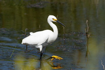 Snowy Egret fishing (high resolution)