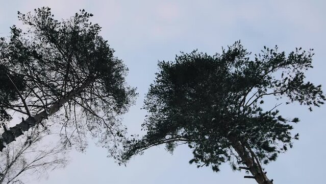 Beautiful crowns of winter trees on the edge of the forest. Shooting against the sky from bottom to top