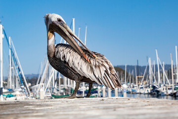 A Brown Pelican resting on a dock