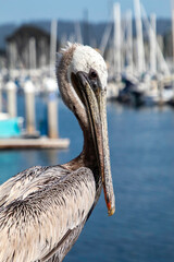 A Brown Pelican resting on a dock