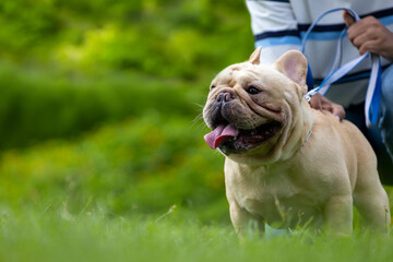 Cute french bulldog puppy is playing outside in the lawn on leash with owner in the dog park with...