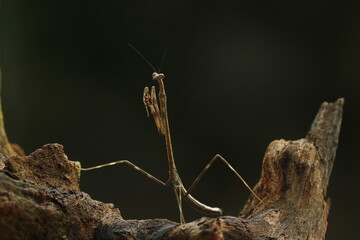 mantis life in nature