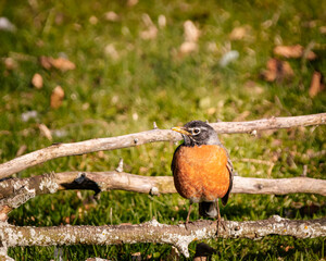 American Robin perching on a dead wood