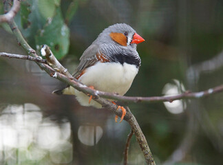 Zebrafink. Männliches Exemplar auf einem Zweig. Schmales schwarzes Brustband, leuchtend roter Schnabel, rotbrauner Wangenfleck. Die kleinen Federn zeigen die Zebra-Zeichnung. Kopf im Profil. 