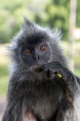 Silvered Langur Monkey Eating