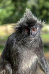 Silvered Langur Monkey in Kuala Selangor