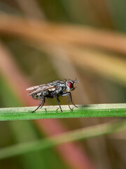 fly on leaf