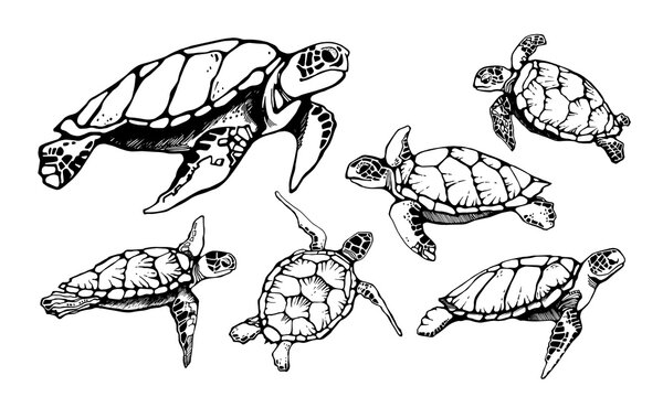 Set of realistic hand drawn vector illustration of sea turtles.
