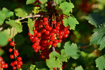 Close-up of ripe red currant berries with green leaveson a branch. Concept of growing your own organic food.