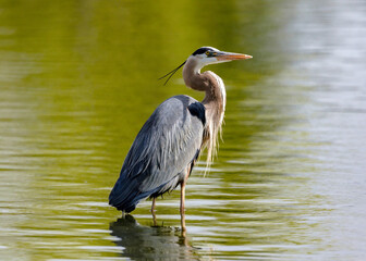 A Great Blue Heron looks skyward while wading in a golden green pond.