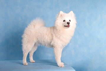 Portrait of a beautiful white fluffy dog on a blue background in the studio