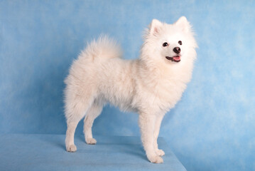 Portrait of a beautiful white fluffy dog on a blue background in the studio
