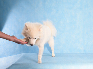 Fototapeta premium Portrait of a beautiful white fluffy dog on a blue background in the studio. A dog gives a paw to a person to greet as a greeting sign