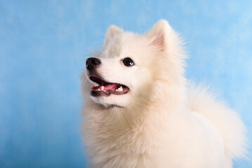 Portrait of a beautiful white fluffy dog on a blue background in a studio with an open mouth