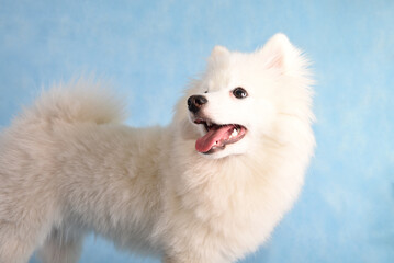 Fototapeta premium Portrait of a beautiful white fluffy dog on a blue background in the studio. The dog is sitting on the floor