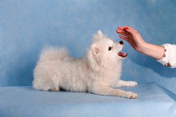 A white fluffy dog plays with female hands on a blue background in the studio