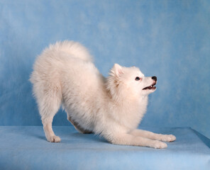 A white fluffy dog in the studio on a blue background in a ready-to-jump pose