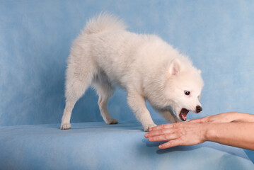 A white fluffy dog plays with female hands on a blue background in the studio