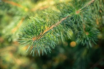 A green branch of a spruce tree in close-up. Forest trees, soft sunlight. Copy space