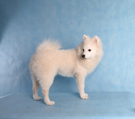 White fluffy dog puppy on a blue background