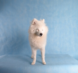 Fototapeta premium White beautiful fluffy dog on a blue background in the studio with closed squinted eyes