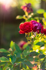 Close-up of red roses illuminated by the sun. Postcard, greetings. Copy space