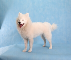 White beautiful fluffy dog on a blue background in the studio with closed squinted eyes