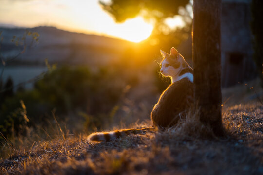 Sunset in Tuscany