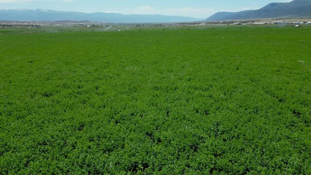 Aerial-Flying over a verdant green field of alfalfa and passing over an operating irrigation line watering the field in a valley with distant mountains in the background.