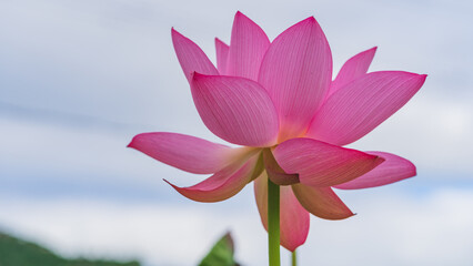 Fototapeta premium 蓮