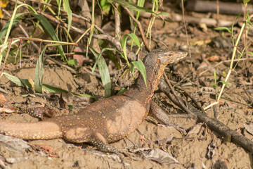 Water Monitor Lizard Borneo Resort Kinabatangan Wildlife Sanctuary