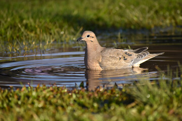 eared dove (Zenaida auriculata) bathing in a puddle