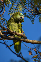 turquoise-fronted amazon (Amazona aestiva) feeding in the wild