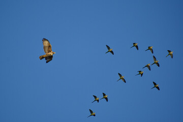 Harris's hawk (Parabuteo unicinctus) in flight chasing monk parakeets