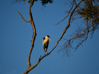 cocoi heron (Ardea cocoi) perched in a tree