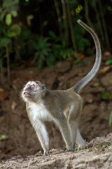 long tailed macaque monkey in borneo